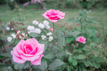 Delicate rose in the garden gives joy and admiration