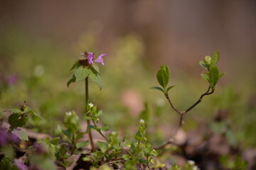 Lamium purpureum in the forest. medicinal herb in spring season