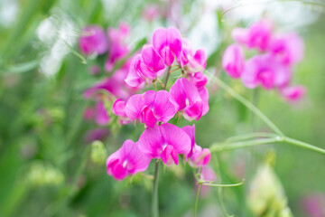 Lathyrus flowers in summer