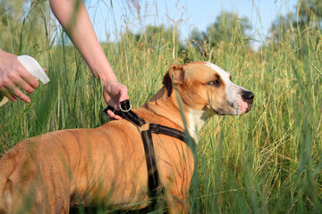 Anti mosquitoe and anti-insect for active dog outdoors. Person uses spray to prevent insect and...