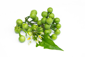 Solanum torvum isolated on white background.