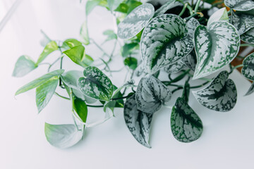  Lianas of epipremnum marble or Scindapsus painted on a white background, home plants