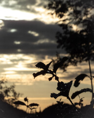 Sunrise over flowers