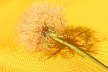 Banner about the bright events of summer days - dandelion inflorescences with a shadow on a bright yellow background, side view, close-up, place for the inscription