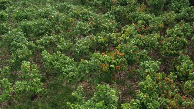 Aerial view flying over a large cacao plantation with  trees that have a green and red coloration
