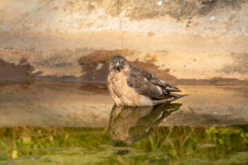 Shikra or Accipiter badius or little banded goshawk quenching thirst with reflection in water. An angry looking bird or prey during winter migration at jhalana leopard reserve jaipur rajasthan india
