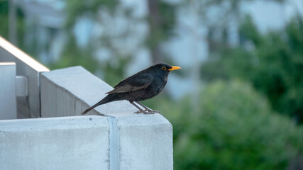 blackbird on a fence