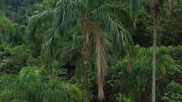 Aerial view showing a palm tree with a few bird nests in it and flying away to show the surrounding environment
