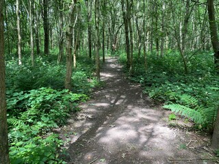 path in woods