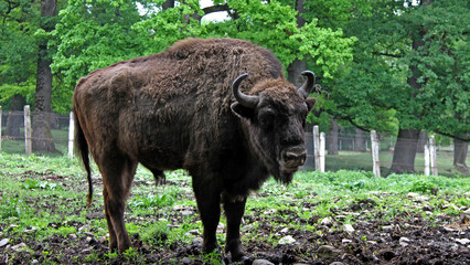 A specimen of European bison