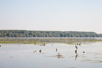 Wading birds, mainly herons and egretta, standing in swamps in the Danube area of Serbia, during a sunny afternoon. Waders are a part of the wildlife fauna of Serbia