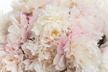 close up of pink rose petals