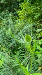 teasel 