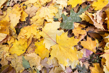 Close up of many fallen yellow leaves covering the ground in autumn park.