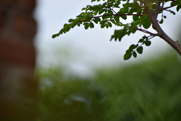 green leaves in the sun