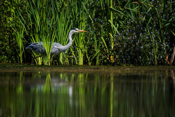 Grey Heron while hunting for fish in water. Her Latin name is Ardea cinerea.