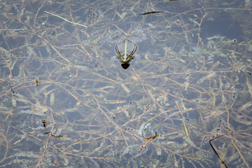 European common toad, hidden in a swamp and water, observing and staring with his eye bulbs. It is a amphibian often found in the waters of Europe.