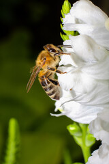 Bee pollination in spring time