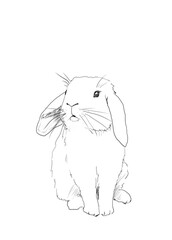 hand drawing line art of small easter rabbit 