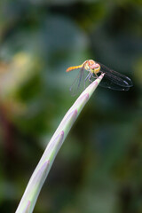 Dragon fly resting