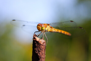 Dragon fly resting