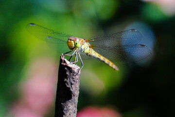 Dragon fly resting