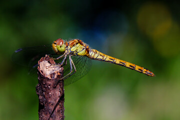Dragon fly resting
