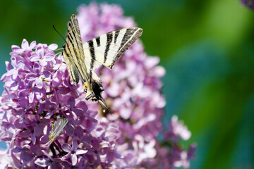 Butterfly pollination in spring time