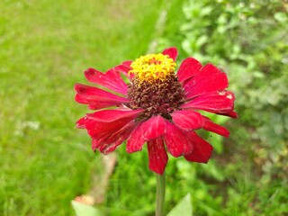 Zinnia flower in the garden. It is a genus of plants of the sunflower tribe within the daisy family. It is an annual plant. Zinnias may be white, chartreuse, yellow, orange, red,purple, or lilac. 