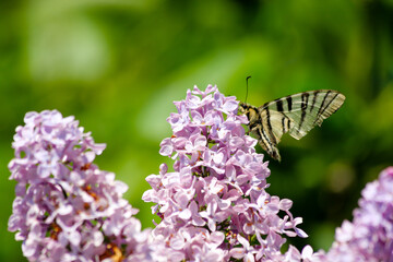Butterfly pollination in spring time