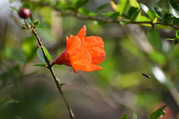 Pomegranate flower and bee
