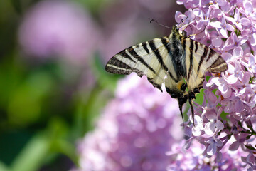 Butterfly pollination in spring time