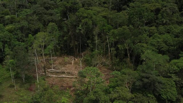 Bird eye view of the deforestation of a patch of forest, showing the fallen trees lying on the ground
