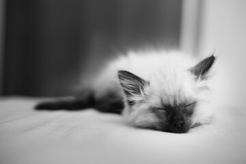 The sleeping kitten on a bed