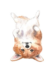 Watercolor cute funny corgi on the white background. Animal watercolor silhouette sketch. Hand draw art illustration.Graphic for fabric,tee-shirt, postcard, greeting card, book, poster, sticker