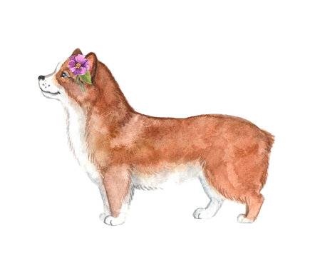 Watercolor cute welsh corgi with flowers on the white background. Animal watercolor silhouette sketch. Hand draw art illustration.Graphic for fabric,tee-shirt, postcard, greeting card, book, poster.