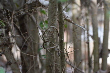 Bushes in the forest