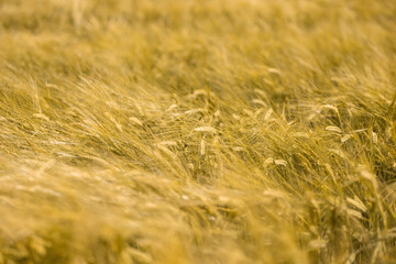 Ripe wheat at sunset. Landscape.