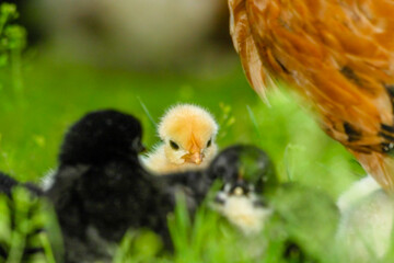 Adorable chicken in the green grass