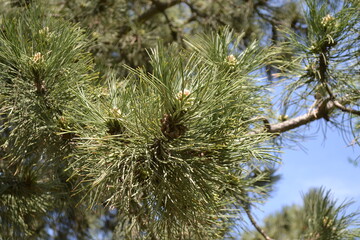 
Pine kidney. Now there will be new needles