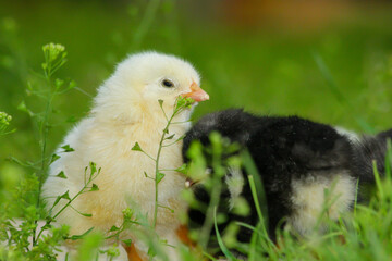 Adorable chicken in the green grass