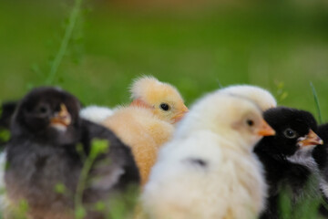 Adorable chicken in the green grass