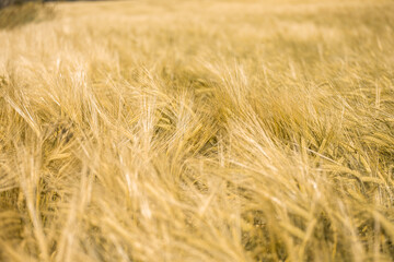 Fototapeta premium Ripe wheat at sunset. Landscape.