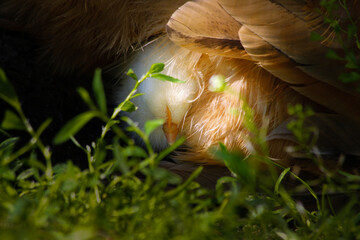 A close up of a newly born baby chicken protected by its mother surrounded by blurred vegetation in the foreground.