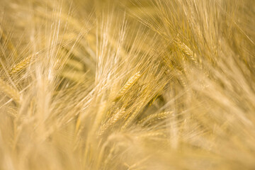 Ripe wheat at sunset. Landscape.