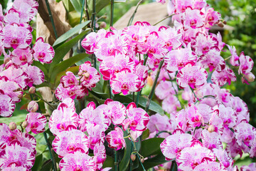 Beautiful Phalaenopsis Orchid flower blooming in garden floral background