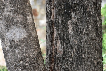 tree trunk in a forest