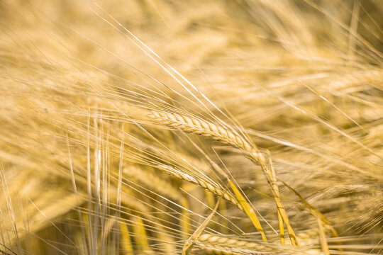 Ripe wheat at sunset. Landscape.