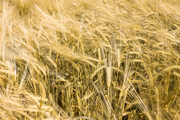 Ripe wheat at sunset. Landscape.