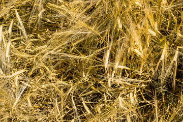 Ripe wheat at sunset. Landscape.